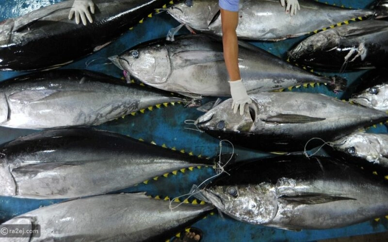الأمم المتحدة تحتفل باليوم العالمي لسمك التونة من أجل استدامة صيدها