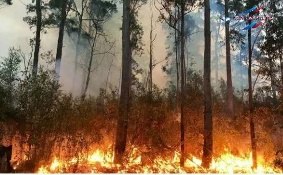 حرائق الغابات في أثينا الكبرى: الحالة الحالية والجهود المبذولة للسيطرة عليها