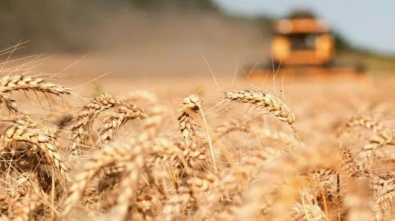 قوة روسيا الزراعية: تعويض فاقد القمح الأوكراني بكفاءة